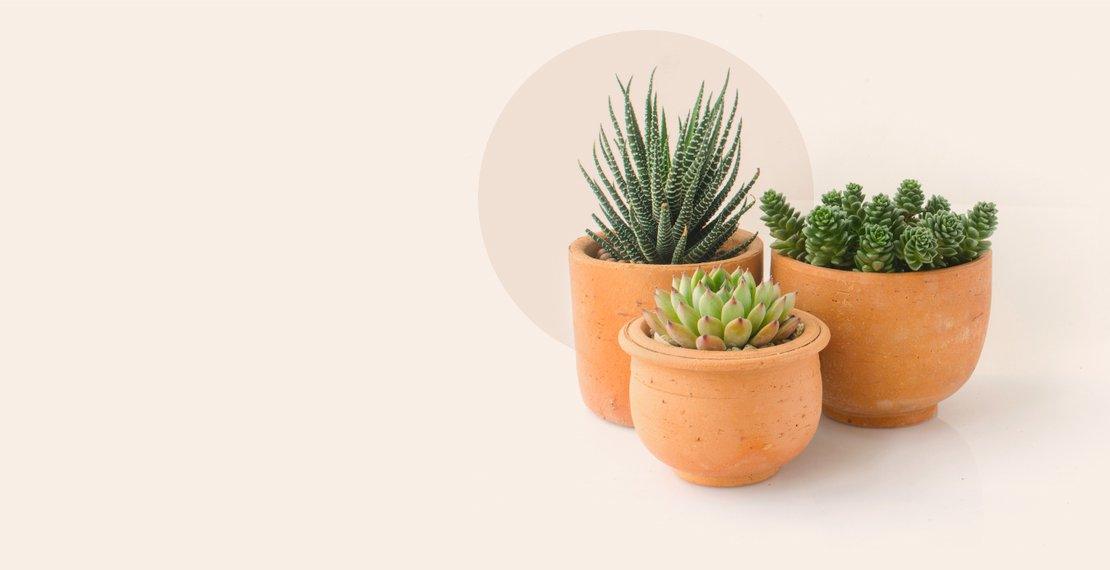 FIND THE PERFECT PLANT FOR YOU!