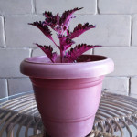 Coleus Plant – Purple