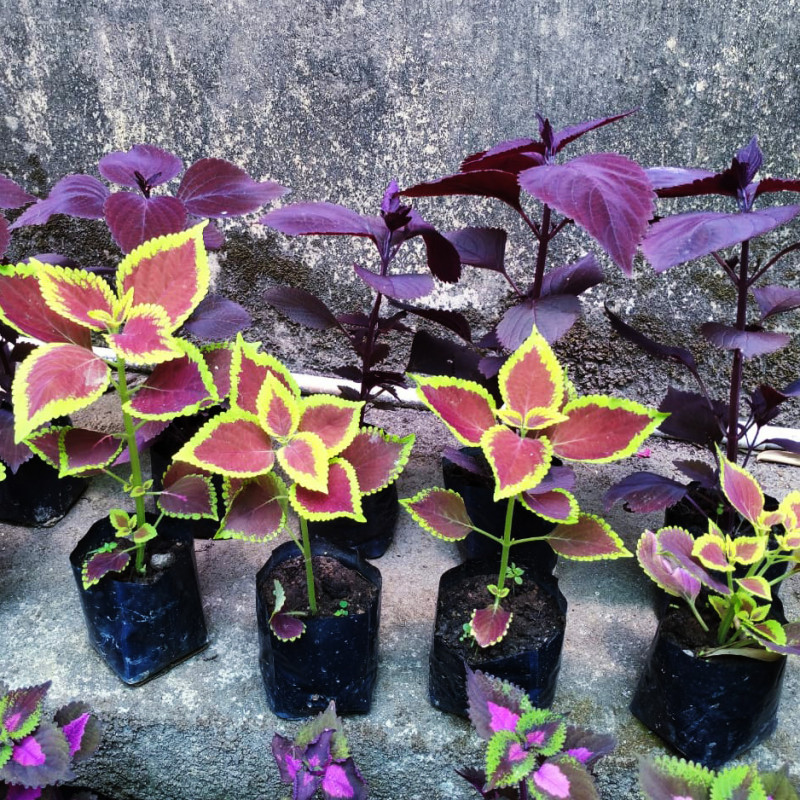 Coleus Plants – Assorted