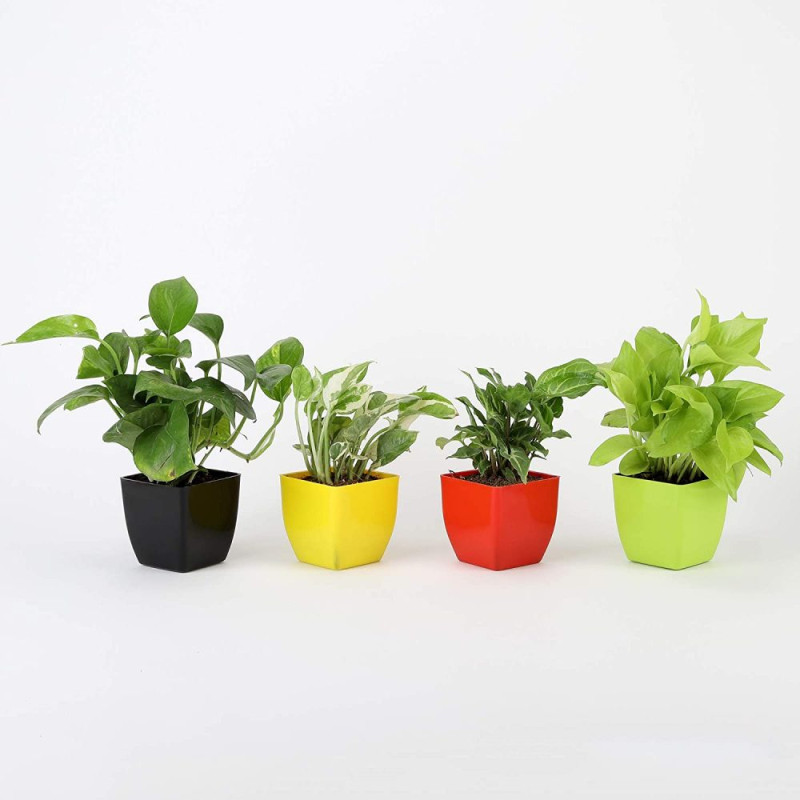 Combo of Money Plant, White Pothos Plant and Syngonium Plant