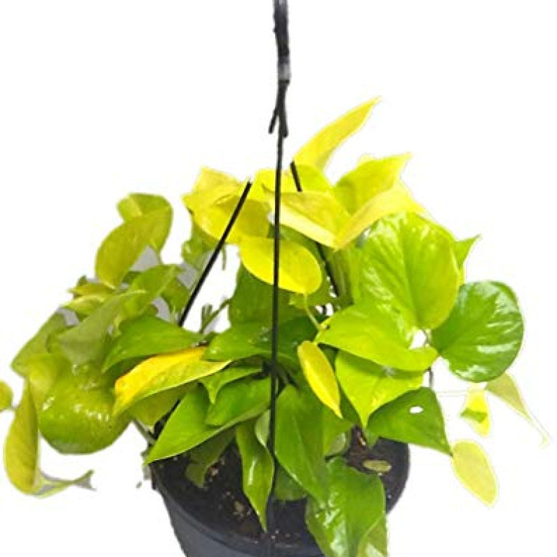 Golden Money Plant with Black Hanging Pot