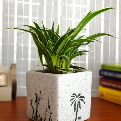 Spider Plant