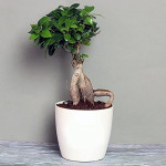 Exotic Green Ficus Bonsai Plant